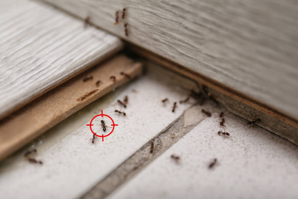Best Local Pest Control Services  in Goodview, MN